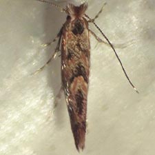 Phyllonorycter celtifoliella