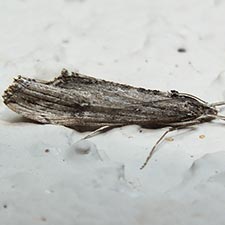 Evergestis angustalis