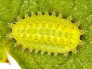 Isa textula