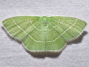 Nemoria tuscarora