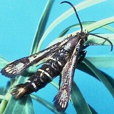 Chamaesphecia crassicornis