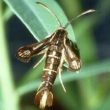 Chamaesphecia crassicornis