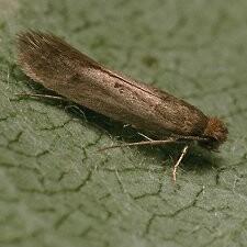 Tinea pellionella