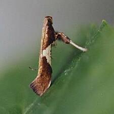 Caloptilia stigmatella