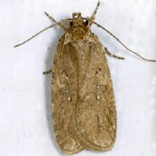 Agonopterix ciliella