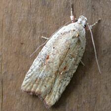 Agonopterix nervosa