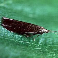 Coleophora serratella