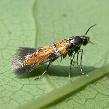 Chrysoesthia drurella