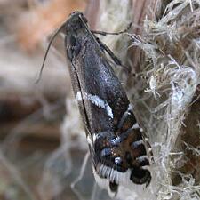 Glyphipterix haworthana