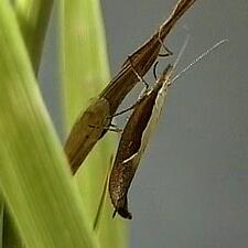 Ypsolopha dentella