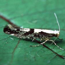 Argyresthia conjugella