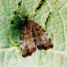 Choreutis pariana