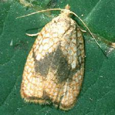 Acleris forsskaleana