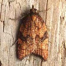 Acleris rhombana