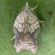 Acleris effractana