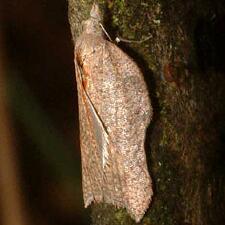 Acleris effractana