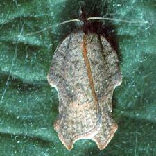 Acleris effractana