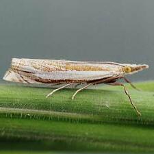 Crambus pascuella