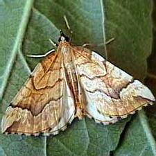 Eulithis mellinata