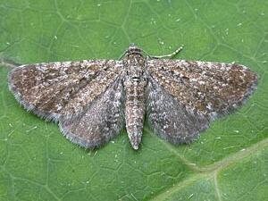 Eupithecia pygmaeata