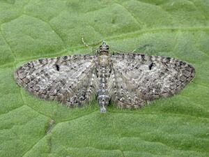 Eupithecia subfuscata