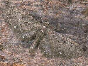 Eupithecia tripunctaria