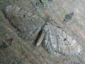 Eupithecia intricata