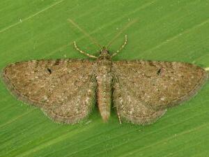 Eupithecia satyrata