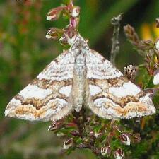 Carsia sororiata