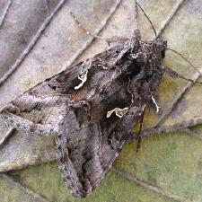 Autographa gamma