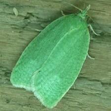 Tortrix viridana