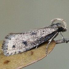 Acrolophus mortipennella