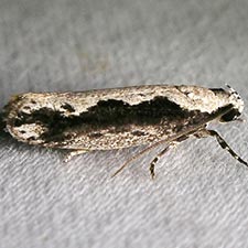 Ethmia semiombra