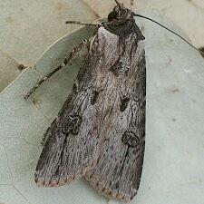 Agrotis malefida