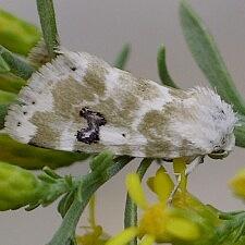 Schinia nundina