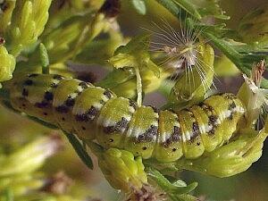 Schinia nundina