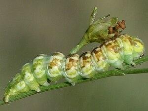 Schinia chrysellus