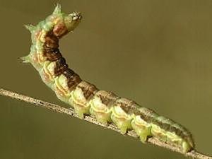 Schinia chrysellus