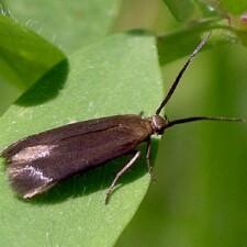 Scythris fuscicomella