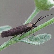 Scythris fuscicomella