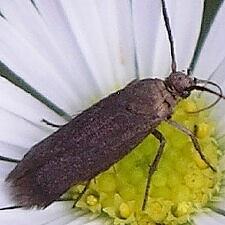 Scythris fuscicomella