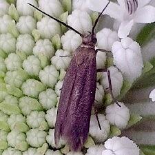 Scythris fuscicomella