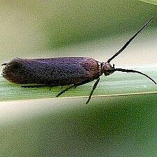 Scythris fuscicomella