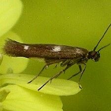 Scythris trivinctella