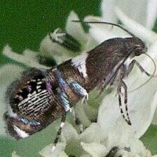 Glyphipterix circumscriptella