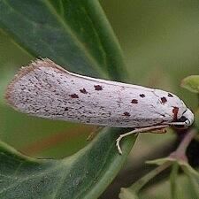 Enaemia basistriga