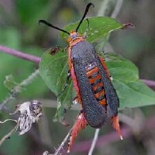 Eichlinia grandis