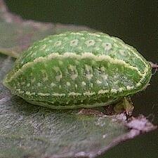 Lithacodes fasciola