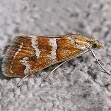 Noctueliopsis palmalis