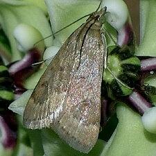 Achyra rantalis